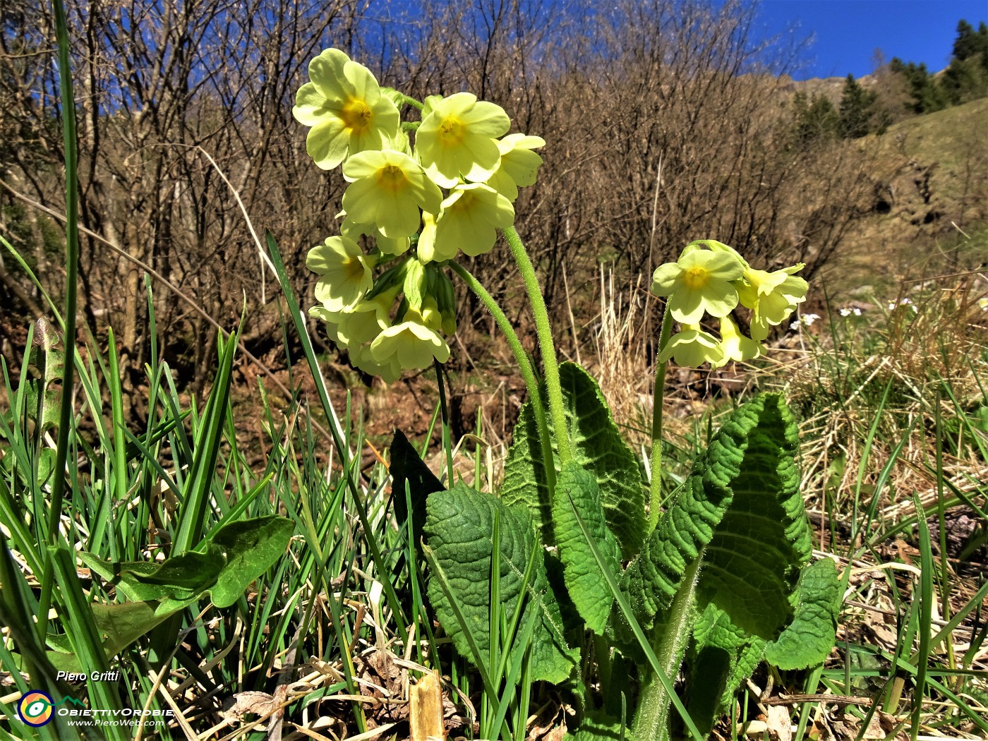 11 Primula veris (Primula maggiore).JPG